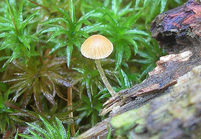 Funghi trasformisti , necrofili e sterili